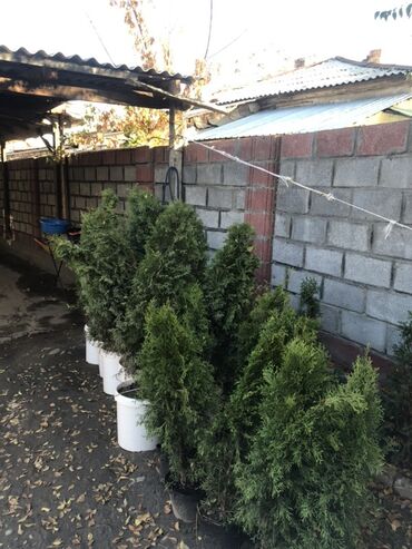 красный клен купить: Саженцы деревьев: Туи