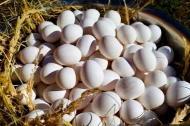 продажа каров: Продаю | Инкубационные яйца | Несушки