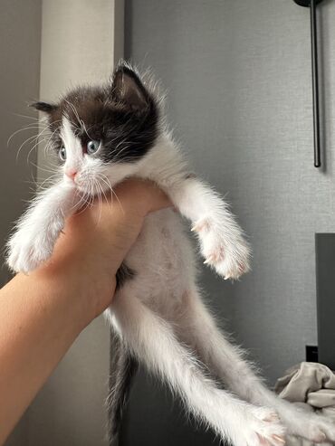 шотландская мраморная кошка: Кошка даром: Бирманская, 1 месяц, Мальчик, Кастрирована, Метис, Приучена к лотку