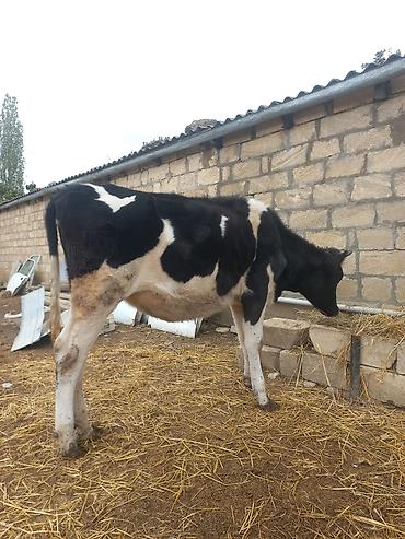 keci satisi tap az: Salam. Təmiz ivanofqadi anasinin şəkileri var . anasi 27 ltr sud — 1
