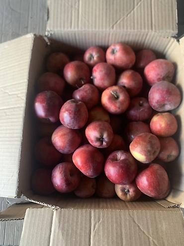 продаю курицу: Яблоки Превосходное, В розницу — 7