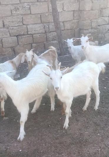 sani kecisi: Salam Keçilər Satılır Sani 9 ədədi dişi Sani damazlıq Sani 4 — 3