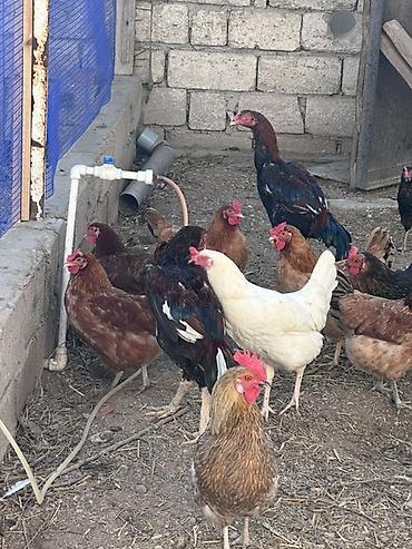 Xoruzlar: Xoruz, il: <1 — 17