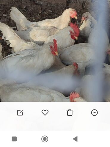 продаю музоо торпок корова самка бык самец айрширская ангус алатауская на забой для разведения на откорм племенные нетель привязанные: Сатам | Тооктор | Көбөйтүү үчүн