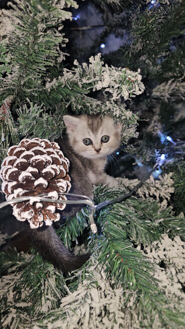 Pişiklər: Britan — 8