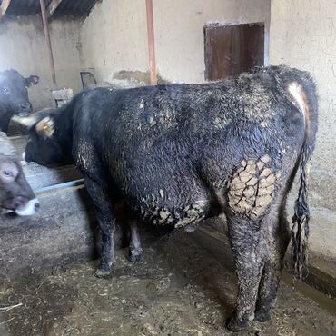 Коровы, быки: Продаю | Бык (самец) | Швицкая, Алатауская | На откорм, На забой, Для разведения — 12