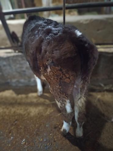 Коровы, быки: Продаю | Бык (самец) — 4