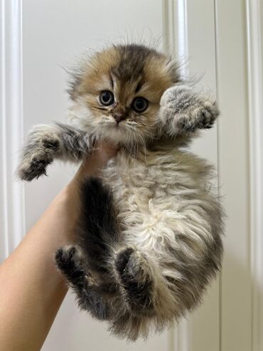 Pişiklər: Britan, Dişi — 5