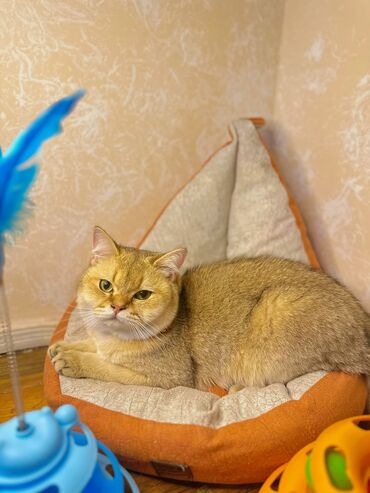 Pişiklər: Qızıl şinşilla, Erkək, Cütləşmə üçün, Pulsuz çatdırılma, Ödənişli çatdırılma, Rayonlara çatdırılma — 2