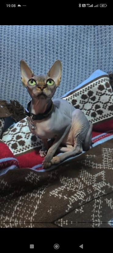 Pişiklər: Sfinks — 1