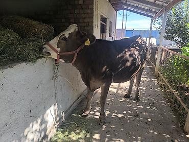 Продам с/х животных: Продаю | Корова (самка) | Для молока | Привязанные — 4
