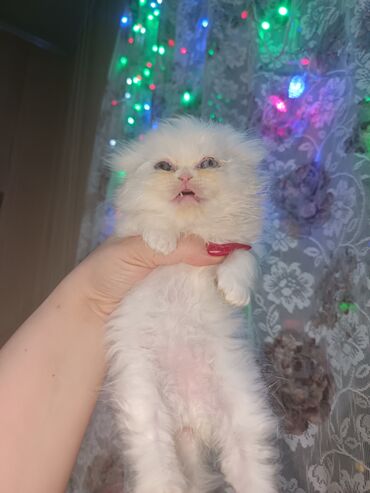 Pişiklər: Britan — 4