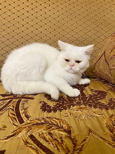 Pişiklər: Yaxşı əllərə — 39