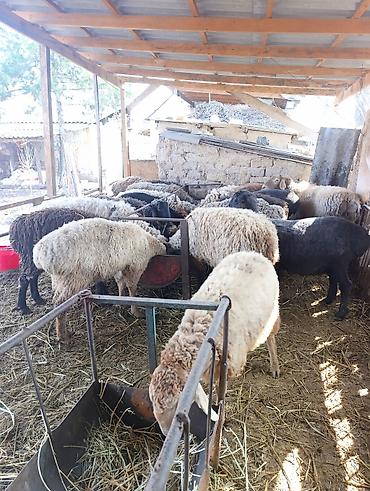 Баран, овца: Продаю | Овца (самка) | Для разведения | Матка at lalafo.kg — 1 Баран, овца: Продаю | Овца (самка) | Для разведения | Матка — 1