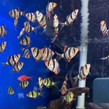 top 3 ev heyvanları: Akvarium baliglarinin satiwi 🦈 Danio baligi olcu 2 sm+,reng