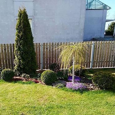 Арча, можжевельник: Ту я можжевельники разной формы ( спираль бонсай, пирамида глобус — 10