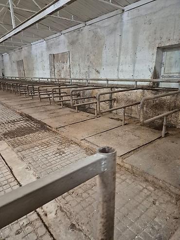 fermaya: Ferma mal saxlamaq üçün mükemmel bir yerdi erazisi böyük ve elave — 2