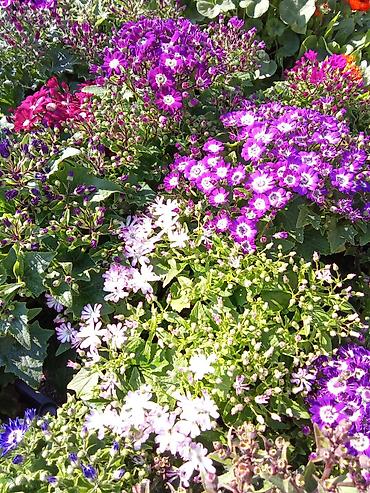 Bitkilər üçün dibçəklər: Dibcekler — 15