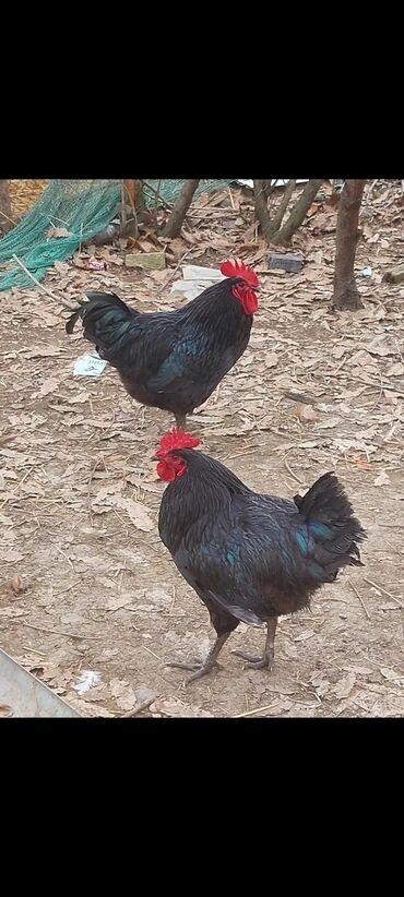 Keçi, çəpiş: Toyuq, Australorp, Damazlıq, Ünvandan götürmə