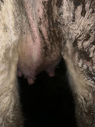 Коровы, быки: Продаю | Корова (самка) | Для молока | Привязанные — 8