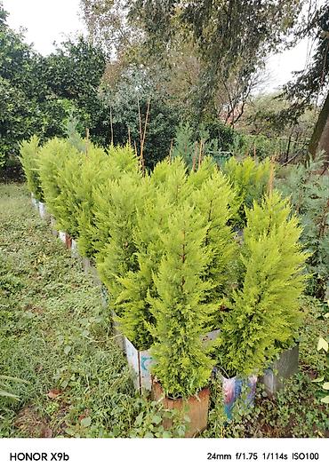 xolikan bitkisi: Thuja (Qızıl şam, leylandi tipli dekorativ iynəyarpaq) fidanları - — 8