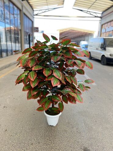 Süni güllər: Daxili və xarici məkanlar üçün nəzərdə tutulmuş süni dekorativ ağac -da lalafo.az — 2 Süni güllər: Daxili və xarici məkanlar üçün nəzərdə tutulmuş süni dekorativ ağac — 2