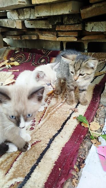 котята простые: Отдам котят бесплатно в хорошие руки — 2