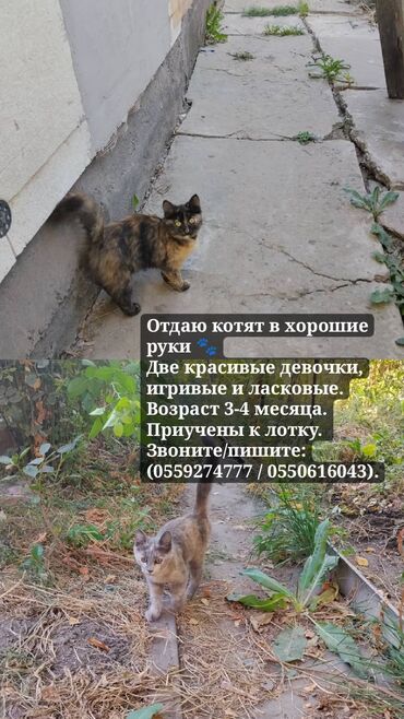 британская кошка: Кошка даром: Беспородная, 3 месяца, Девочка, Приучена к лотку