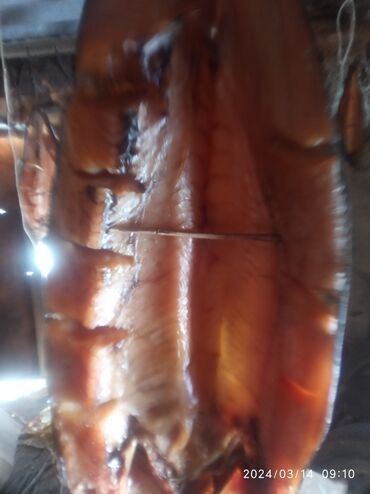 рыба копченная: Кызыл суу форель холодного копчения.Малосольная качество вкуса