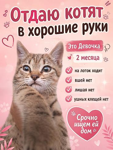 от клещей: Кошка даром: Беспородная, 2 месяца, Девочка, Приучена к лотку — 2