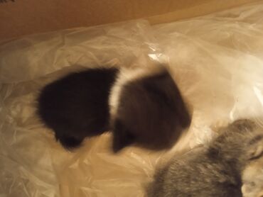 кошка с разными глазами: Сиамская, 1 месяц, Девочка, Приучена к лотку, Метис
