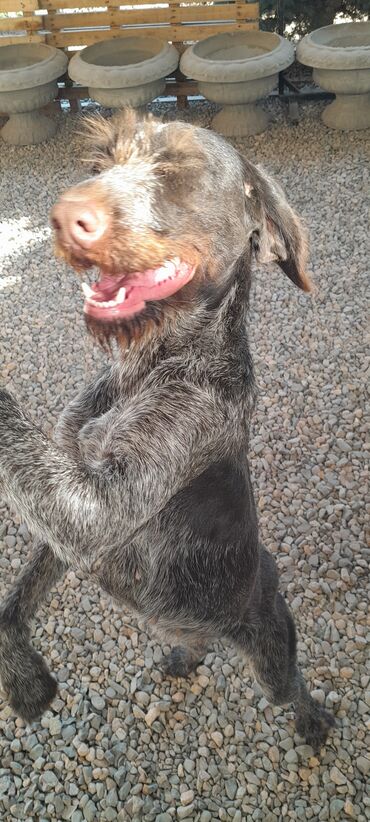 продаю охотничий собаку курцхар: Собака даром: Дратхаар, 7 месяцев, Самка