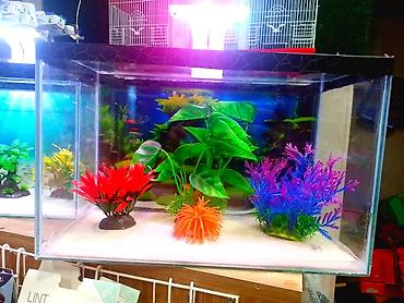 akvarium qızdırıcı: Dördbucaq akvarium, Balıqlarla birlikdə, 18 l, Ünvandan götürmə, Pulsuz çatdırılma, Ödənişli çatdırılma — 3