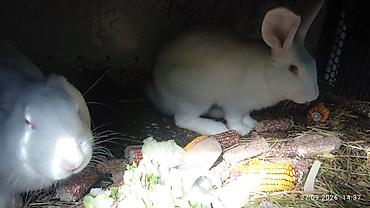 жаныбарлар: Сатам | Эркек коён | Көбөйтүү үчүн — 2