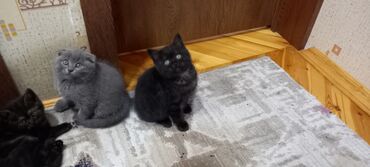 Pişiklər: Britan, Erkək, Dişi, Ünvandan götürmə -da lalafo.az — 7 Pişiklər: Britan, Erkək, Dişi, Ünvandan götürmə — 7