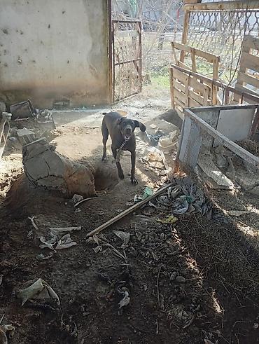 Отдам даром собаку: Собака даром: Курцхаар, 10 месяцев, Самка, С прививкой — 11