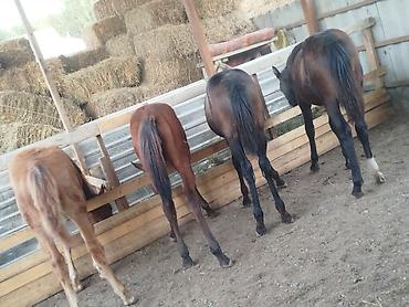 арабский конь: Продаю | Жеребенок | Английская — 6