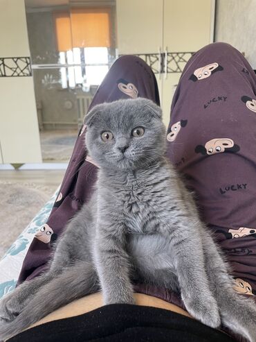 абессинская кошка: Скотиш Фолд (Шотландиялык шалпаң кулак), 4 айлык, Ургаачы, Боз, Лотокко барууга үйрөтүлгөн