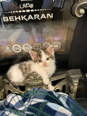 Pişiklər: Britan, Erkək, Dişi, Yaxşı əllərə, Ödənişli çatdırılma — 8