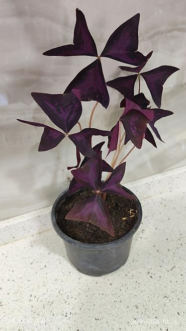 Digər bitkilər: Oxalis (kəpənək gülü) — 2