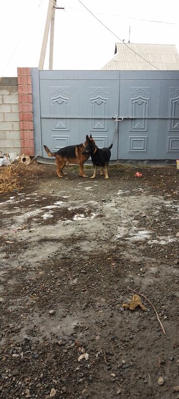 Продажа собак: Продаю восточной европейские овчарки самка и кобель по 3,5 года щенок — 2