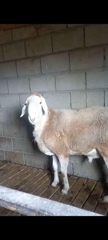 кошка домик: Сатам | Кочкор (эркек) | Союуга | Жасалма жол менен боозутуу lalafo.kg да кошка домик: Сатам | Кочкор (эркек) | Союуга | Жасалма жол менен боозутуу