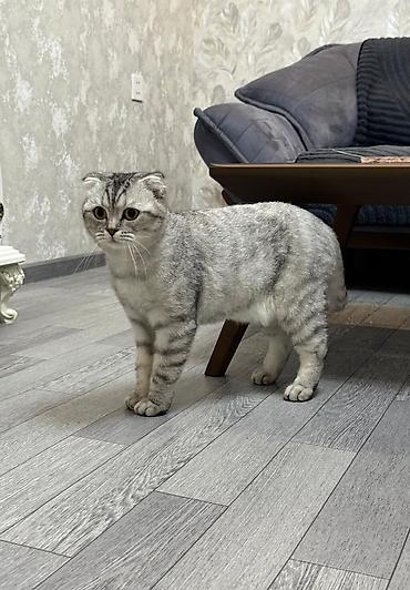 ev heyvanları: Şotland, Yaxşı əllərə — 2