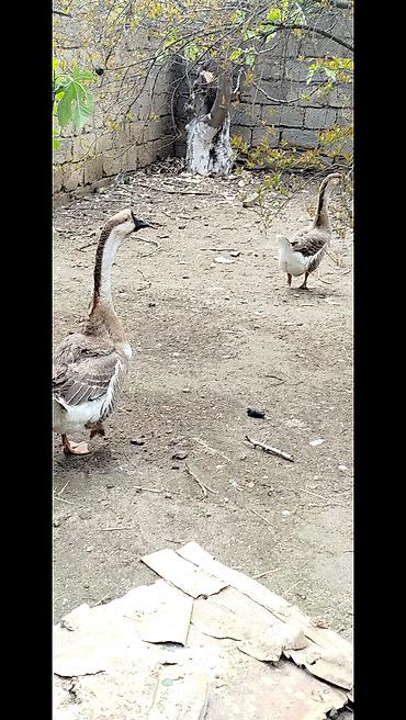 qaz sekli: Salam tam sağlam təmiz rus sortu qazlardi 10 aylıqdı biri Erkey biri — 2