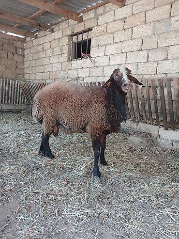 Mal-qara: Qoç çıxdı satışa kök heyvandı qızğın qoçdu qoyun sürməyinə söz ola — 1