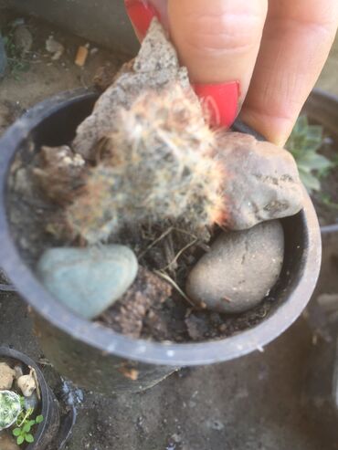 Kaktus: Kaktusi vise vrsta — 4