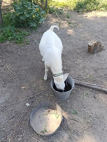 силос красный речка: Продаю | Коза (самка) | Для разведения — 8