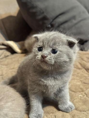 Кошки: Британская — 3