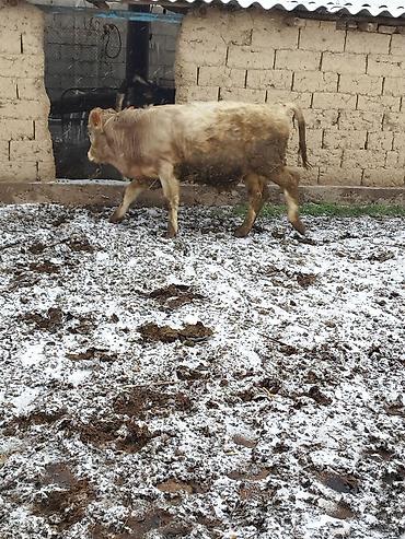 Коровы, быки: Продаю | Бык (самец), Тёлка | Для разведения — 12