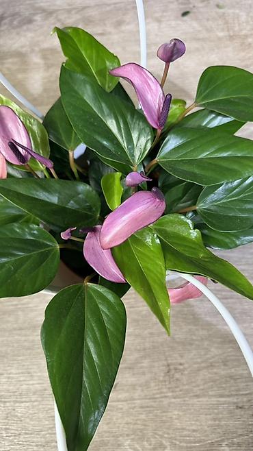 Другие комнатные растения: Комнатные растения в горшках-декоративнолиственные и цветущие виды. В — 5